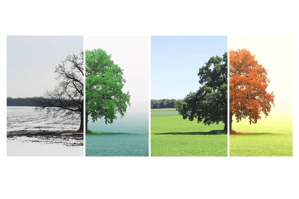 겨울에는 나뭇잎이 봄에는 나무가 여름에는 가을에는 나무가 계절을 상징하는 추상적 — 스톡 사진