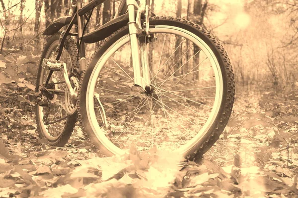 Image of modern mountain bike in autumn forest in retro style photo