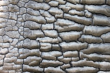 Ağaç kabuğunun güzel kahverengi arkaplanı ahşap dokusuyla