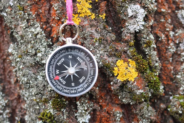 Starý Železný Kompas Stromě Lese — Stock fotografie