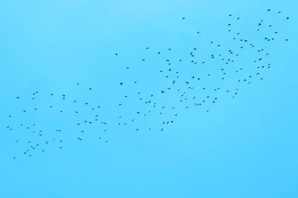 Flock Fåglar Bakgrund Blå Himmel — Stockfoto
