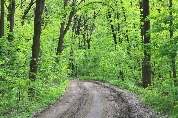 Estate Paesaggio Forestale Con Piante Verdi Foresta Vivace Alberi Forestali — Foto Stock