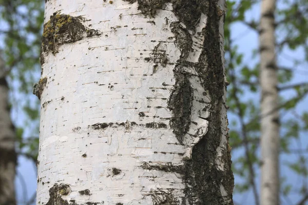 春天里 白桦树树皮的幼龄白桦树与其他白桦树的背景相比较 — 图库照片