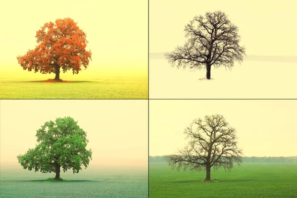 Abstract image of lonely tree in winter without leaves on snow, tree in spring on grass, tree in summer on grass with green foliage and autumn tree with red-yellow leaves as symbol of four seasons