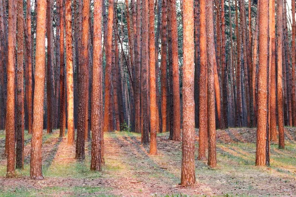 他の松の間で茶色の松の木と針葉樹林で日没の最後の数分で非常に美しい風景 — ストック写真