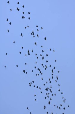 arka plan mavi gökyüzünde Kuşlar sürüsü