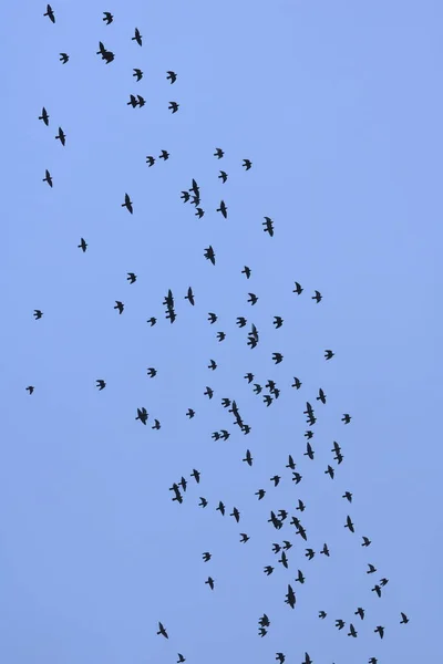 青空の背景に鳥の群れ — ストック写真