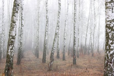 İlkbaharda huş ağacında siyah beyaz huş ağacına sahip genç huş ağaçları diğer huş ağaçlarının arka planına karşıdır.