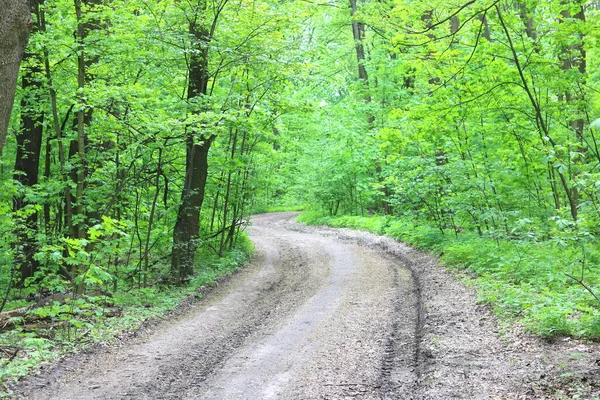 Estate Paesaggio Forestale Con Piante Verdi Foresta Vivace Alberi Forestali — Foto Stock