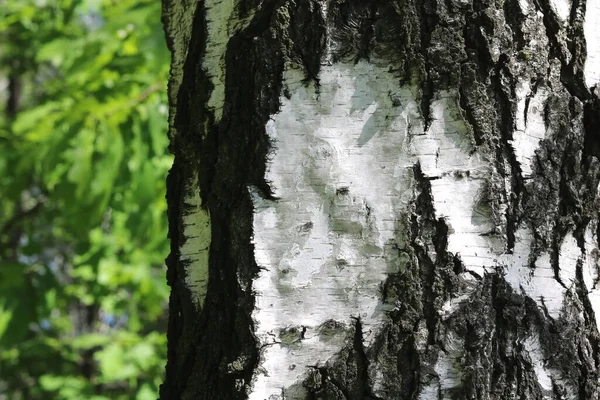 Όμορφη Σημύδα Λευκό Φλοιό Σημύδας Δάσος Σημύδας Πράσινα Φύλλα Σημύδας — Φωτογραφία Αρχείου