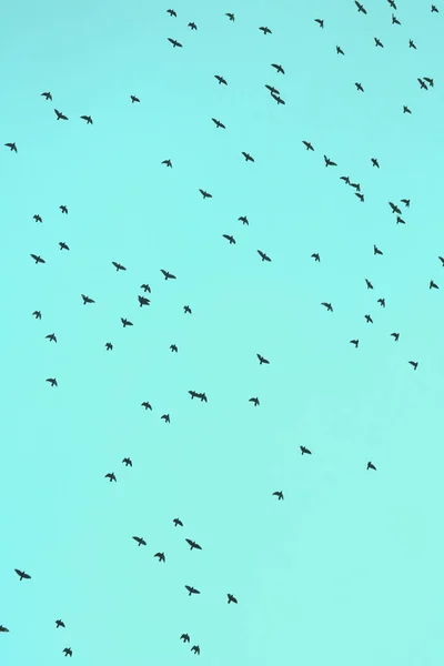 Hejno Ptáků Pozadí Modré Oblohy — Stock fotografie