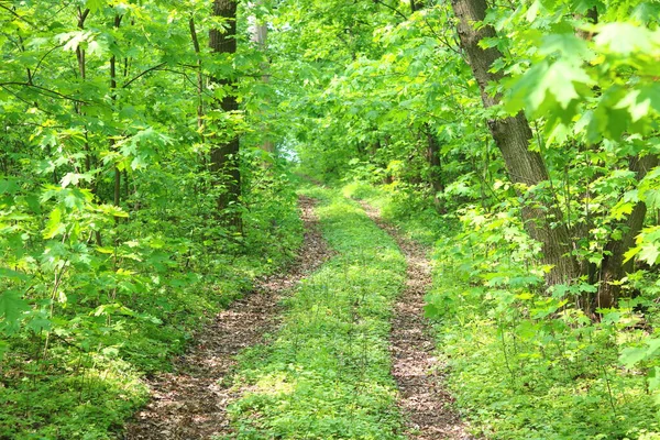 Paisagem Florestal Verão Com Floresta Vibrante Plantas Verdes Árvores Florestais — Fotografia de Stock