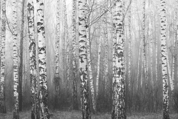 Black and white photo of black and white birches in birch grove with birch bark between other birches