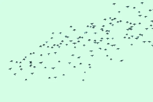 Flock Birds Background Blue Sky — Stock Photo, Image