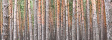 Çam ormanlarında diğer çam ağaçlarının arasında güzel kahverengi çam ağaçları