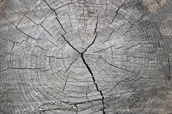Wooden Background Beautiful Texture Old Tree Elements Rotten Decayed Tree — Stock Photo, Image