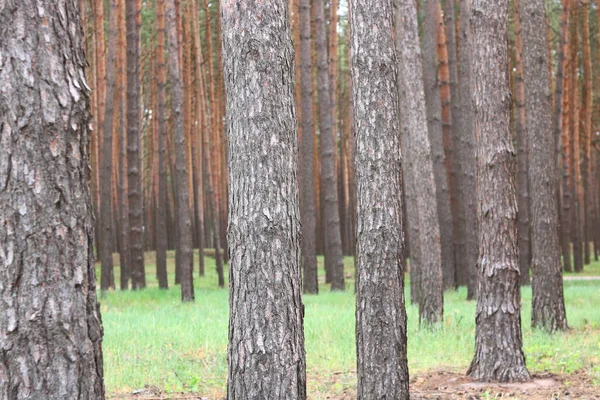 Piękne Brązowe Sosny Piękną Sosnową Brązową Korą Sosnowym Lesie Wśród — Zdjęcie stockowe