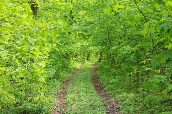 Sommarskogslandskap Med Levande Skogsgröna Växter Skogsträd Och Skogsväg — Stockfoto