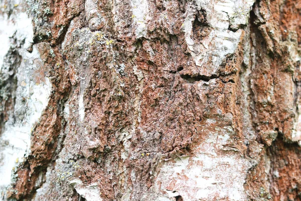 Modello Corteccia Betulla Con Strisce Betulla Nera Corteccia Betulla Bianca — Foto Stock