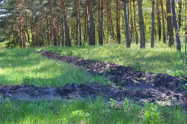 Zanja Fuego Verano Bosque Entre Hierba Verde —  Fotos de Stock