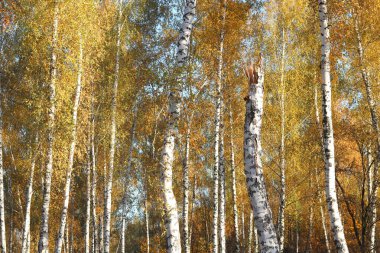 Huş ağacının diğer huş ağaçları arasında Ekim ayında sarı huş ağacında huş ağaçları ile güzel bir manzara