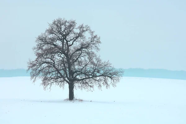 Одинокое Зимнее Дерево Белом Снегу Холодную Погоду Лицензионные Стоковые Изображения
