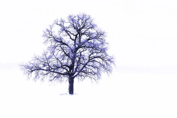 Einsamer Winterbaum Weißen Schnee Bei Kaltem Wetter — Stockfoto