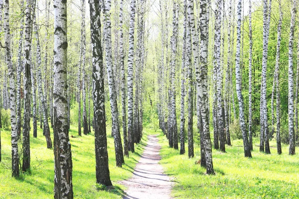 Beautiful Birch Trees White Birch Bark Birch Grove Green Birch — Stock Photo, Image