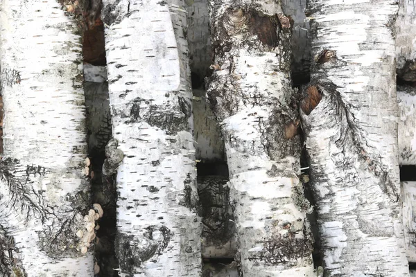 Pattern Birch Bark Black Birch Stripes White Birch Bark Wooden — Stock Photo, Image