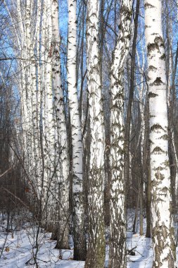 İlkbaharda huş ağacında siyah beyaz huş ağacına sahip genç huş ağaçları diğer huş ağaçlarının arka planına karşıdır.