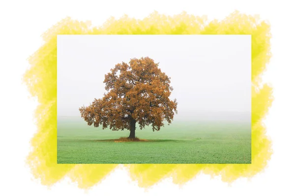 Mooie Eenzame Boom Herfst Met Gele Herfstbladeren Mist Tegen Hemel — Stockfoto