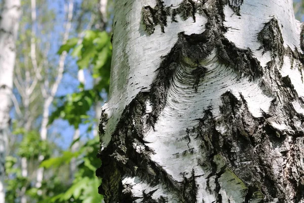 Beyaz Huş Ağacıyla Güzel Huş Ağaçları Huş Ağacının Huş Ağacında — Stok fotoğraf