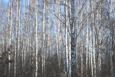 İlkbaharda huş ağacında siyah beyaz huş ağacına sahip genç huş ağaçları diğer huş ağaçlarının arka planına karşıdır.