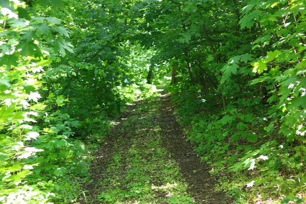 Paisagem Florestal Verão Com Floresta Vibrante Plantas Verdes Árvores Florestais — Fotografia de Stock