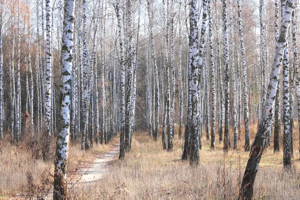 Bella Scena Con Betulle Nel Bosco Betulle Giallo Autunno Ottobre Foto Stock