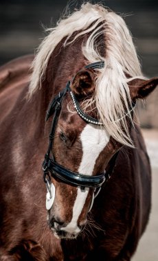 Bir portre için poz güzel kırmızı at
