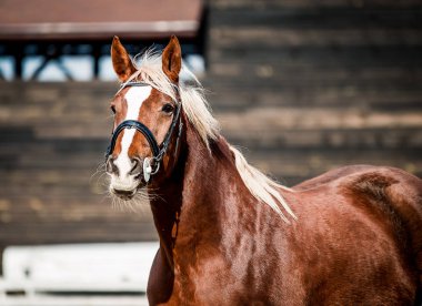 Bir portre için poz güzel kırmızı at