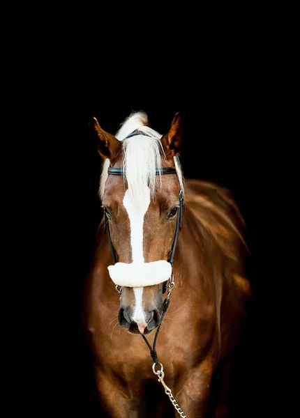 Красивая красная лошадь позирует для портрета — стоковое фото