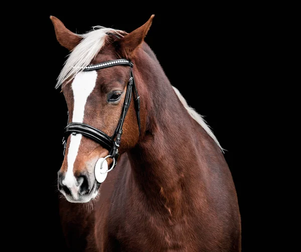 Beau cheval rouge posant pour un portrait — Photo