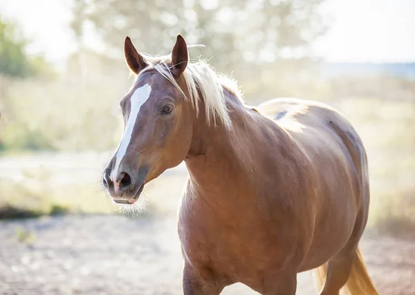 Beautiful red horse posing for a portrait — Stock Photo, Image