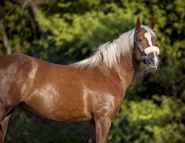 Schönes rotes Pferd posiert für ein Porträt — Stockfoto