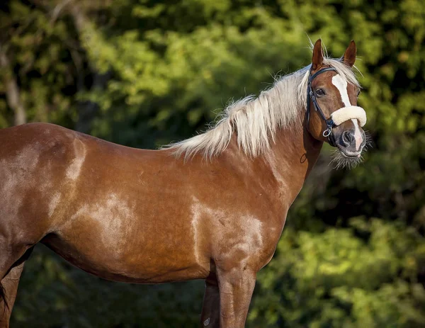 Belo cavalo vermelho posando para um retrato — Fotografia de Stock