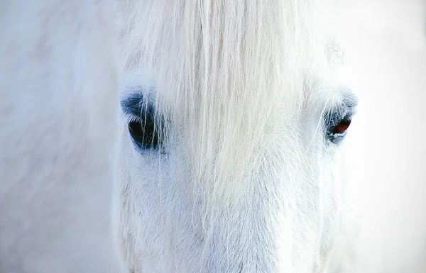 Los ojos son el espejo del alma — Foto de Stock