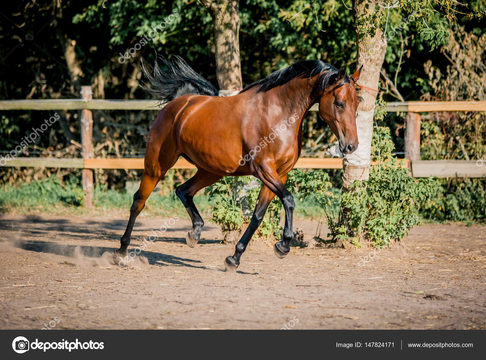 Un hermoso caballo de la bahía corre libre — Foto de stock #147824171 ©  akzil, image size:1600x1188