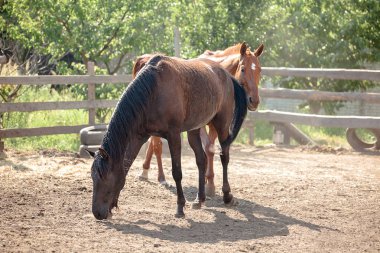 Bir fotoğraf için poz güzel atlar