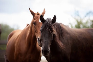 Bir fotoğraf için poz güzel atlar