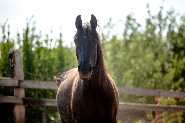 Beautiful bay horse posing for portrait