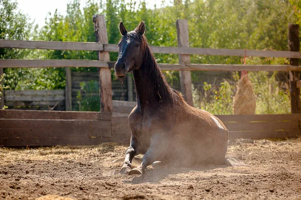 Кінь гарно катається на вільному — стокове фото