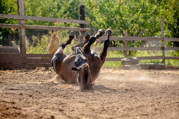 Кінь гарно катається на вільному — стокове фото