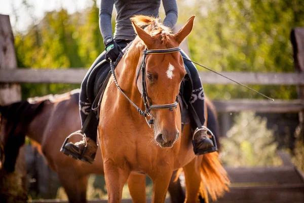 De renner zit op een rood paard — Stockfoto